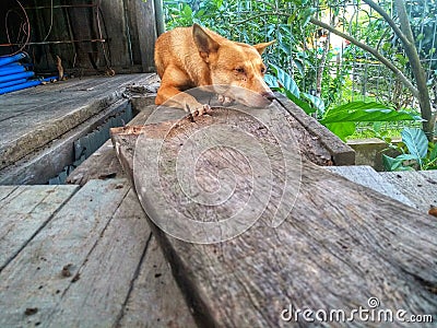 My very gloomy dog â€‹â€‹doesn`t know why Stock Photo